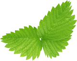 leaf-bottom