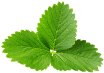leaf-top