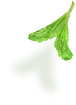 leaves-bottom