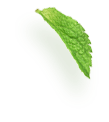 leaves-about-2