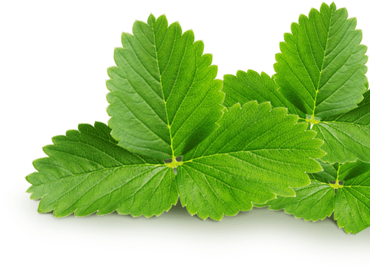 leaf-kanan